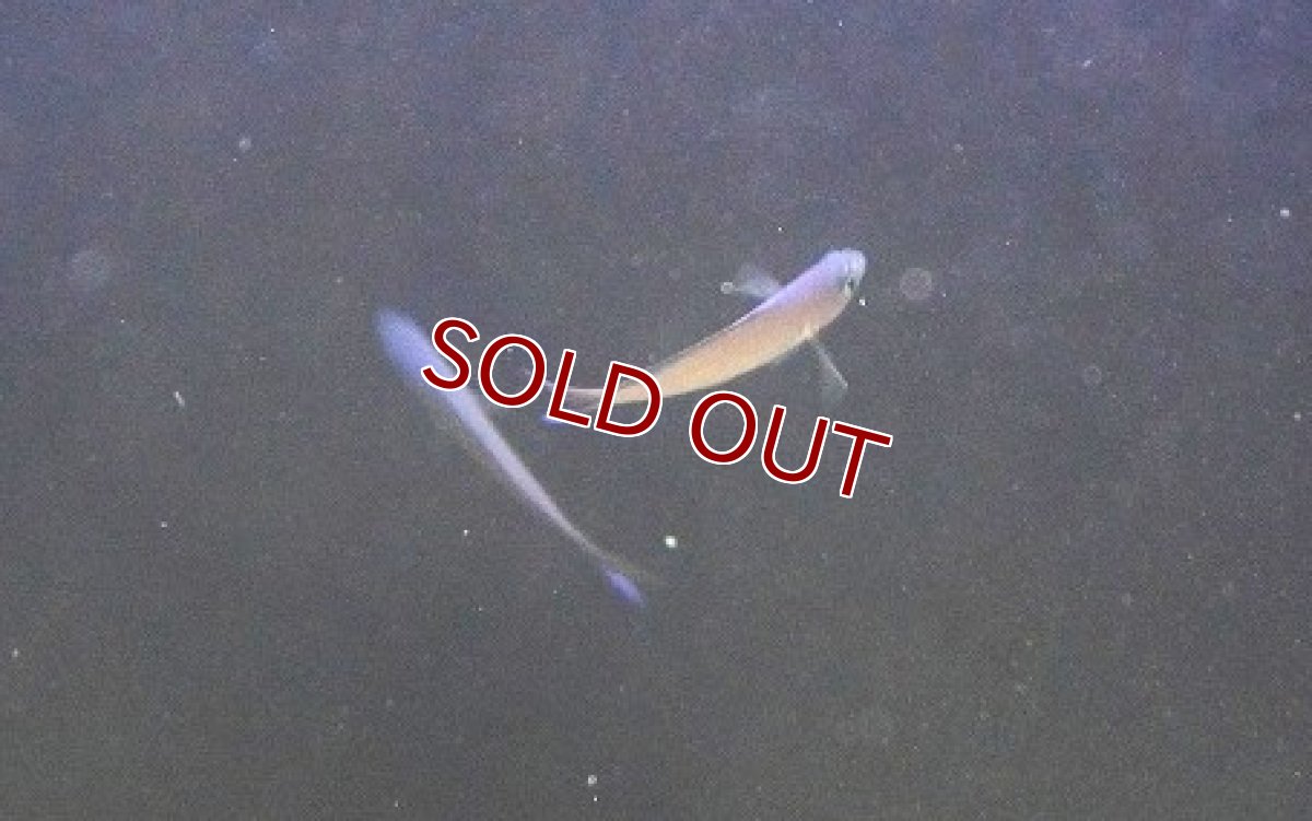 画像2: 【海水魚・タナバタウオ】【通販】ツバメタナバタウオ【1匹】（±4-5cm）（サンプル画像）（生体）(海水魚) (2)