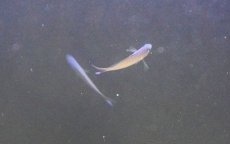 画像2: 【海水魚・タナバタウオ】【通販】ツバメタナバタウオ【1匹】（±4-5cm）（サンプル画像）（生体）(海水魚) (2)
