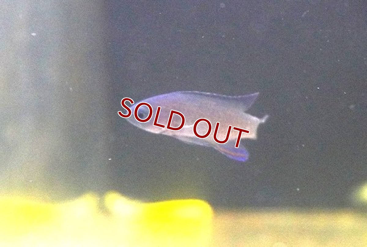 画像3: 【海水魚・タナバタウオ】【通販】ツバメタナバタウオ【1匹】（±4-5cm）（サンプル画像）（生体）(海水魚) (3)