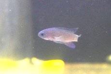 画像3: 【海水魚・タナバタウオ】【通販】ツバメタナバタウオ【1匹】（±4-5cm）（サンプル画像）（生体）(海水魚) (3)