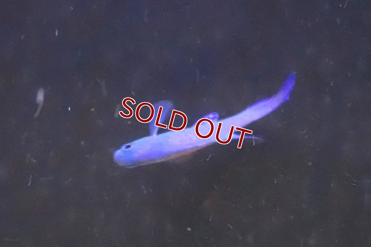 画像4: 【海水魚・タナバタウオ】【通販】ツバメタナバタウオ【1匹】（±4-5cm）（サンプル画像）（生体）(海水魚) (4)