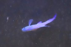 画像4: 【海水魚・タナバタウオ】【通販】ツバメタナバタウオ【1匹】（±4-5cm）（サンプル画像）（生体）(海水魚) (4)