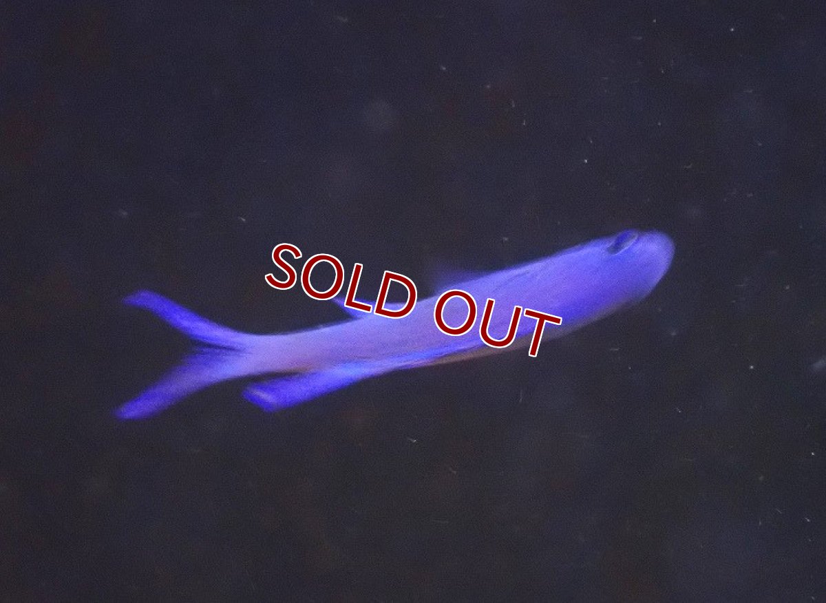 画像5: 【海水魚・タナバタウオ】【通販】ツバメタナバタウオ【1匹】（±4-5cm）（サンプル画像）（生体）(海水魚) (5)