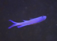 画像5: 【海水魚・タナバタウオ】【通販】ツバメタナバタウオ【1匹】（±4-5cm）（サンプル画像）（生体）(海水魚) (5)