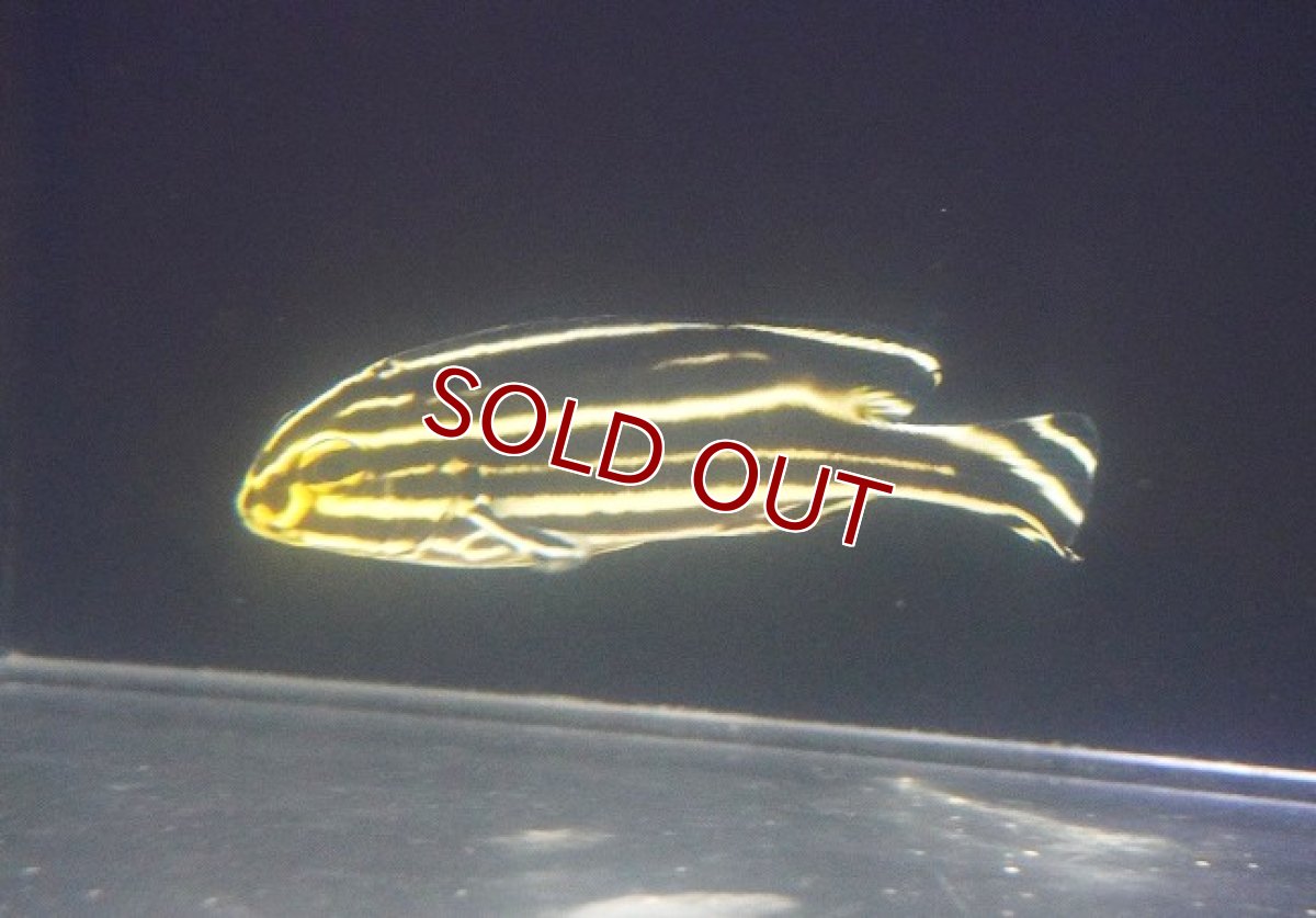 画像1: 【海水魚・コショウダイ】【通販】ヒレグロコショウダイ（M)【1匹】（±8-10cm） (サンプル画像）（生体）(海水魚) (1)