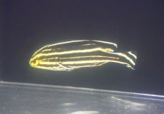 画像1: 【海水魚・コショウダイ】【通販】ヒレグロコショウダイ（M)【1匹】（±8-10cm） (サンプル画像）（生体）(海水魚) (1)