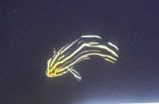 画像2: 【海水魚・コショウダイ】【通販】ヒレグロコショウダイ（M)【1匹】（±8-10cm） (サンプル画像）（生体）(海水魚) (2)