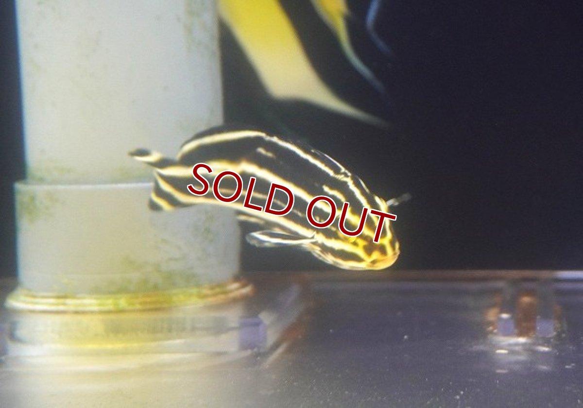 画像3: 【海水魚・コショウダイ】【通販】ヒレグロコショウダイ（M)【1匹】（±8-10cm） (サンプル画像）（生体）(海水魚) (3)