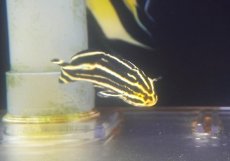 画像3: 【海水魚・コショウダイ】【通販】ヒレグロコショウダイ（M)【1匹】（±8-10cm） (サンプル画像）（生体）(海水魚) (3)