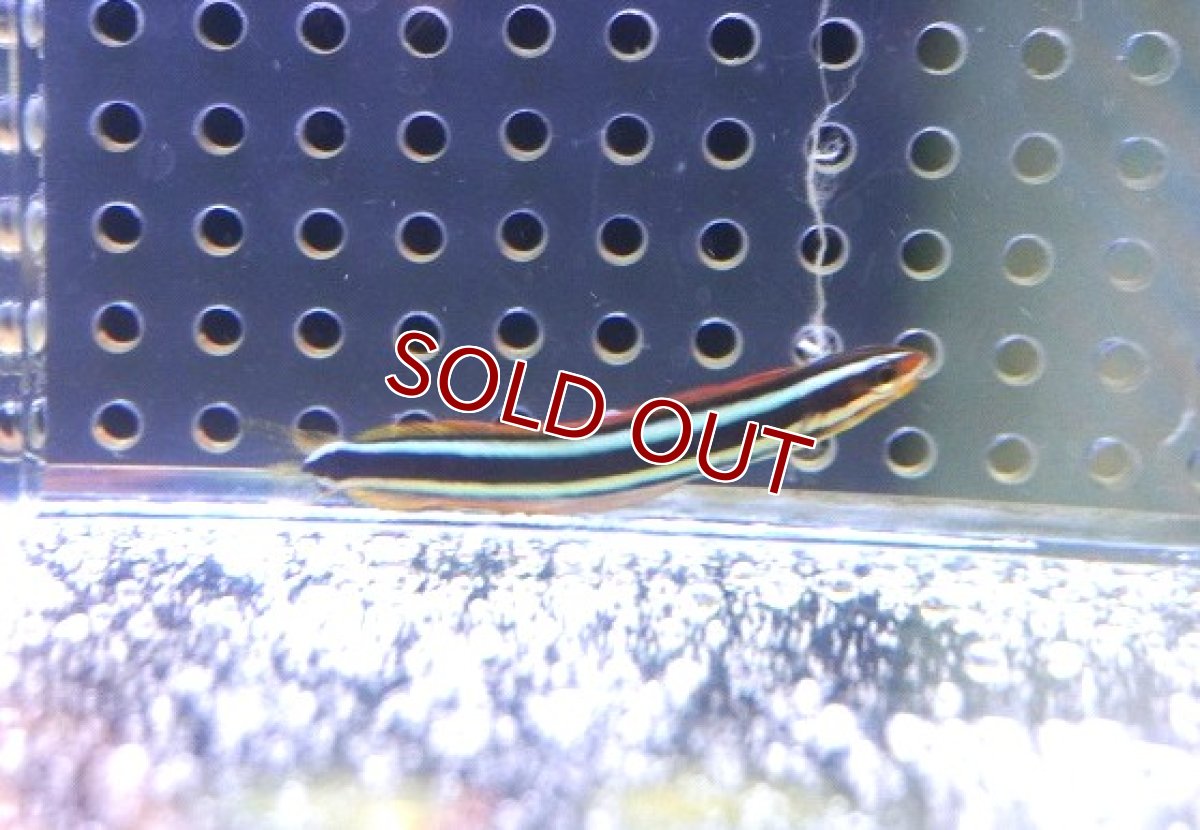 画像1: 【海水魚・ワラスボ】【通販】ニシキオオメワラスボ （１匹）（±4-5cm） （サンプル画像）（生体）(海水魚) (1)