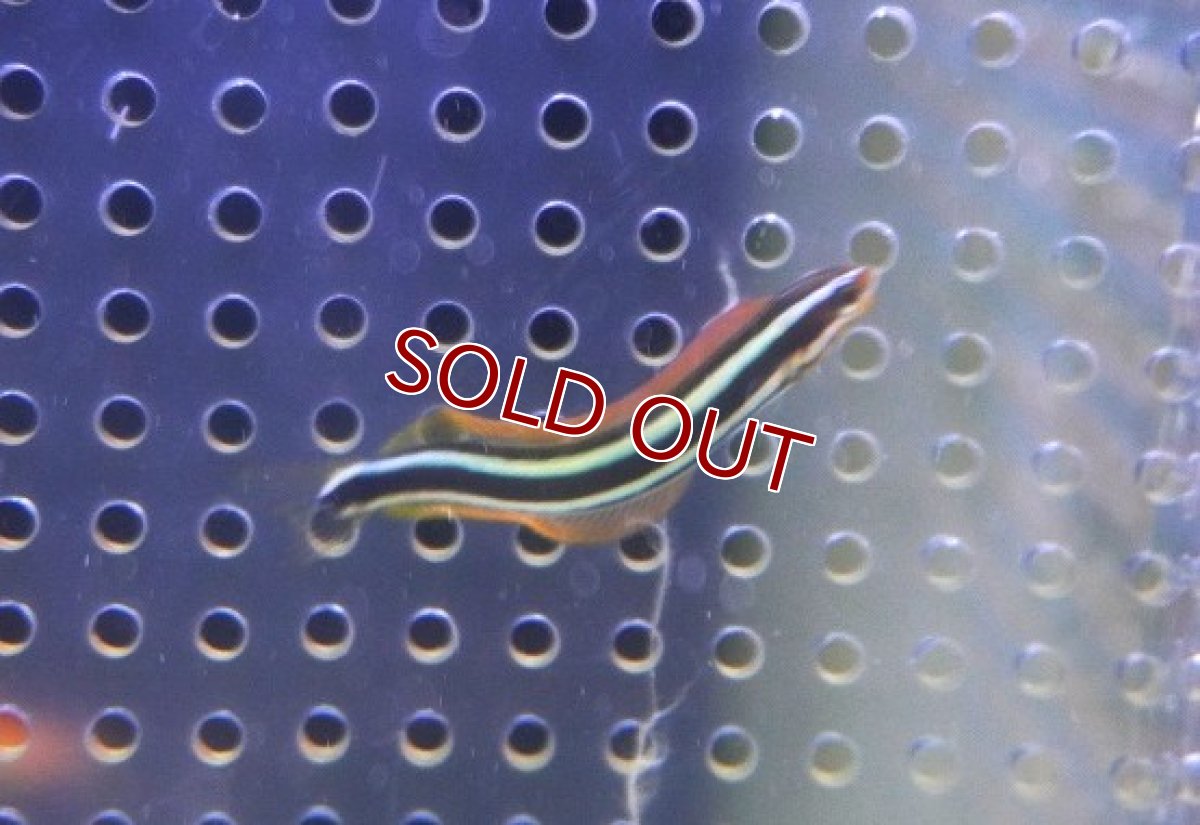 画像2: 【海水魚・ワラスボ】【通販】ニシキオオメワラスボ （１匹）（±4-5cm） （サンプル画像）（生体）(海水魚) (2)