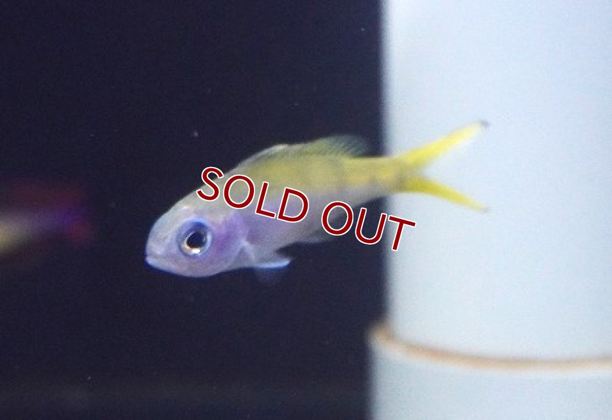 画像1: 【海水魚・タカサゴ】ウメイロモドキ（Sサイズ）（１匹）（±5-6ｃｍ）（サンプル画像）（生体）(海水魚) (1)