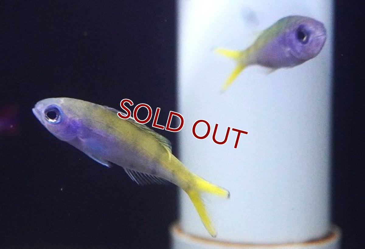 画像2: 【海水魚・タカサゴ】ウメイロモドキ（Sサイズ）（１匹）（±5-6ｃｍ）（サンプル画像）（生体）(海水魚) (2)
