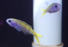 画像2: 【海水魚・タカサゴ】ウメイロモドキ（Sサイズ）（１匹）（±3.5-4ｃｍ）（サンプル画像）（生体）(海水魚) (2)