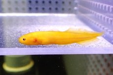 画像1: 【海水魚・イタチウオ】【通販】ダスキーブロッツリッド（イエロー）【1匹】（±4-5cm）（サンプル画像）（生体）(海水魚) (1)
