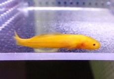 画像2: 【海水魚・イタチウオ】【通販】ダスキーブロッツリッド（イエロー）【1匹】（±4-5cm）（サンプル画像）（生体）(海水魚) (2)