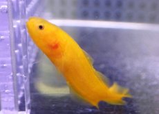 画像3: 【海水魚・イタチウオ】【通販】ダスキーブロッツリッド（イエロー）【1匹】（±4-5cm）（サンプル画像）（生体）(海水魚) (3)