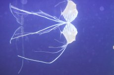 画像1: 【海水魚・アジ】【通販】イトヒキアジ（Sサイズ）【1匹】（±3-4cm）（サンプル画像）（生体）(海水魚) (1)