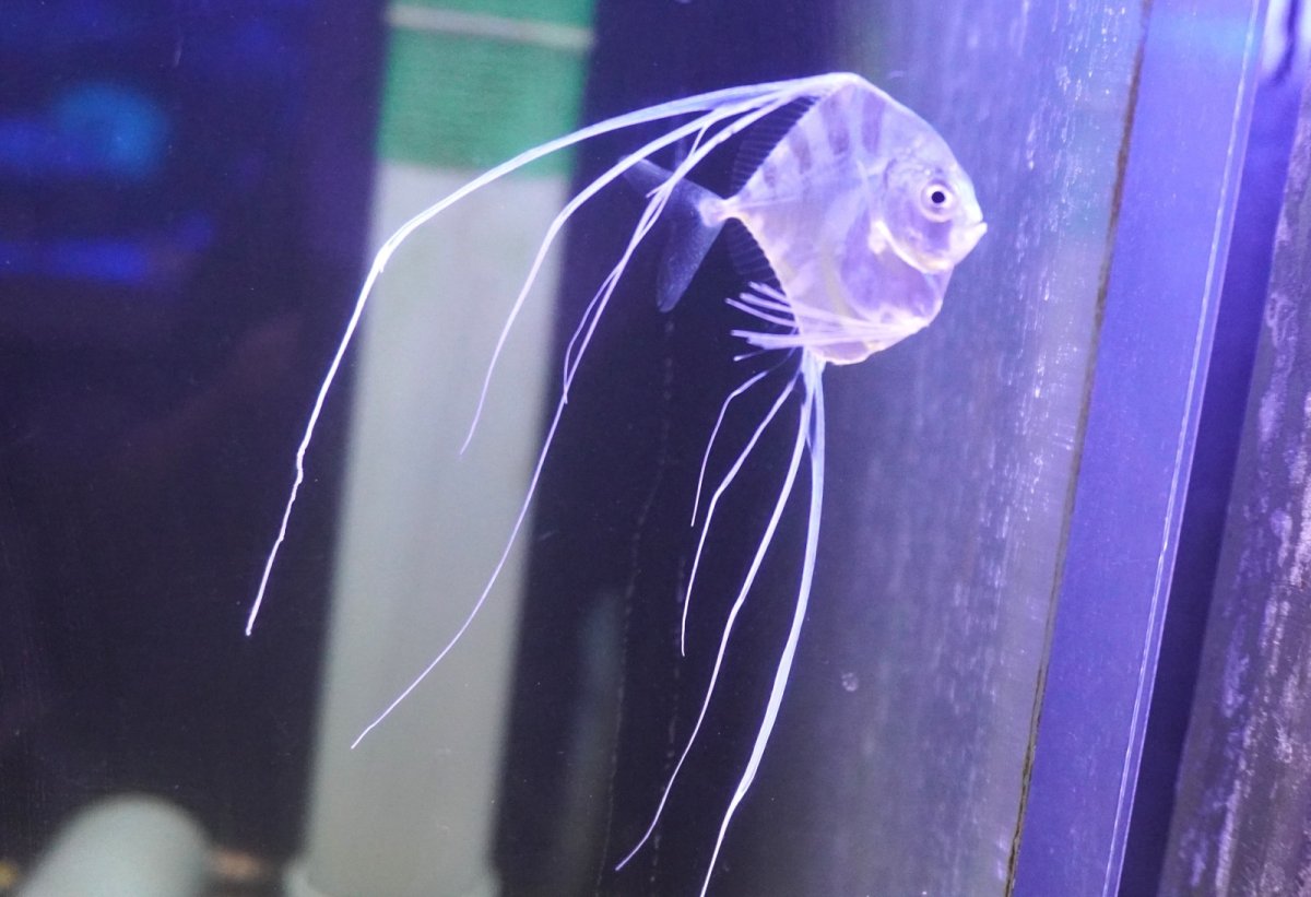 画像2: 【海水魚・アジ】【通販】イトヒキアジ（Sサイズ）【1匹】（±3-4cm）（サンプル画像）（生体）(海水魚) (2)