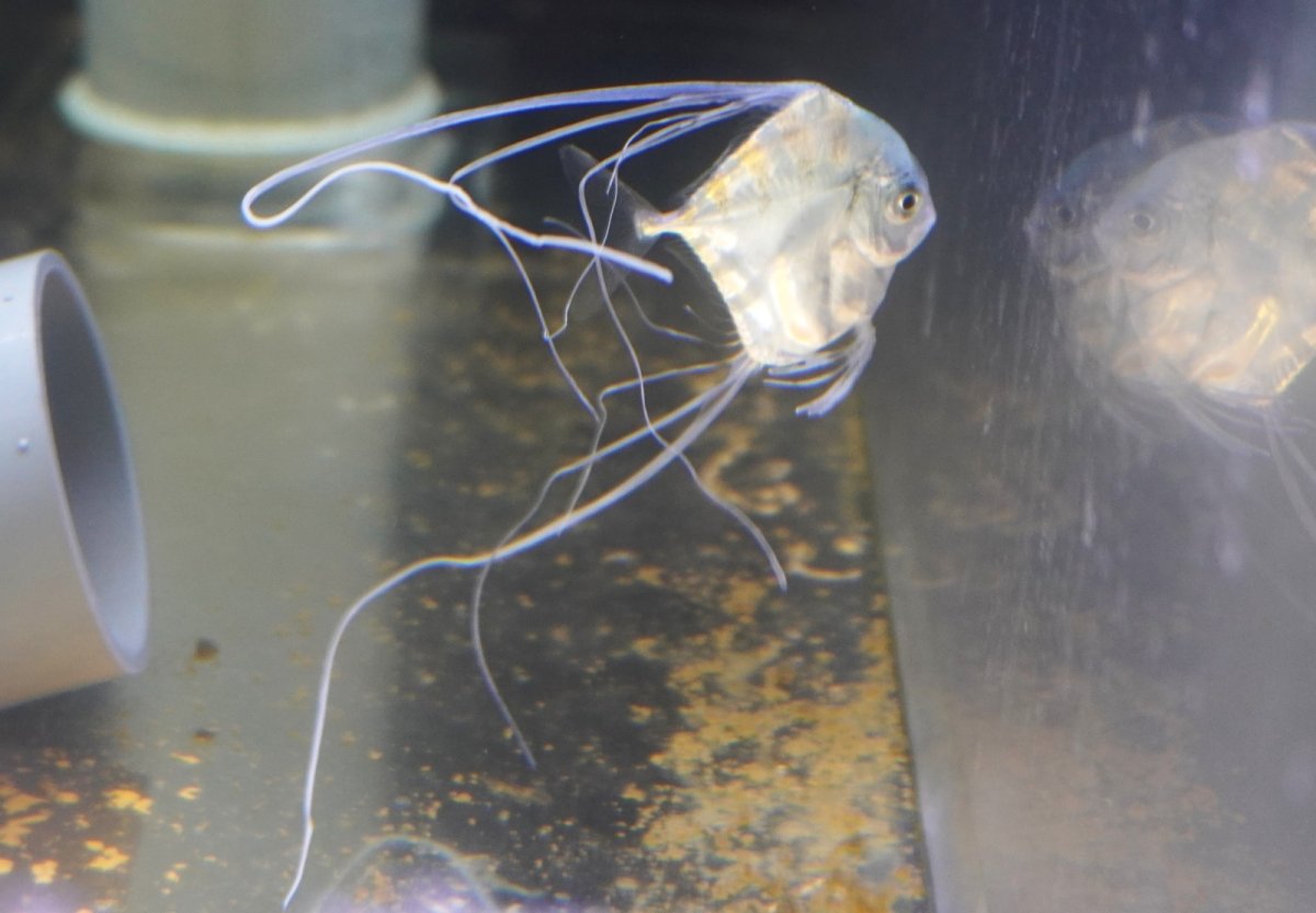 画像3: 【海水魚・アジ】【通販】イトヒキアジ（Sサイズ）【1匹】（±3-4cm）（サンプル画像）（生体）(海水魚) (3)