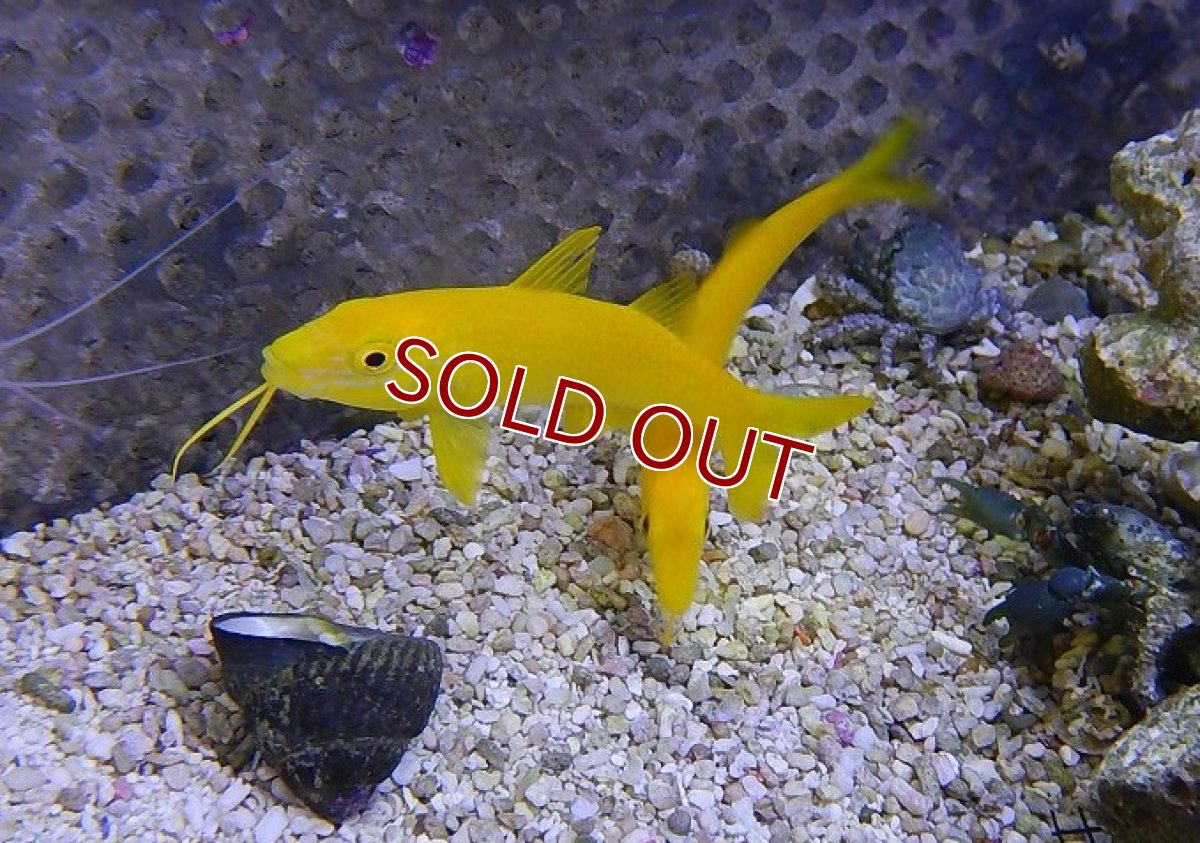 画像1: 【海水魚】マルクチヒメジ (1匹)±6-8cm(サンプル画像）（生体）(海水魚)（サンゴ） (1)