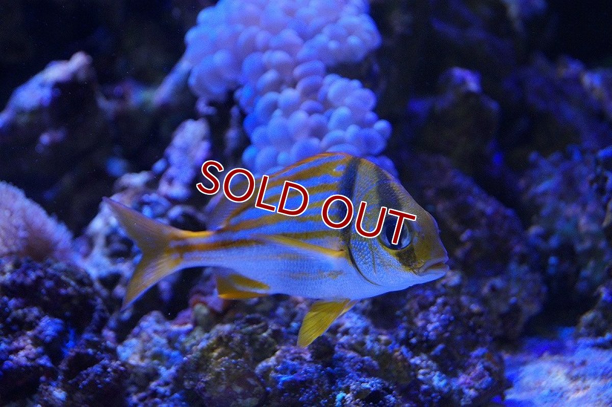 画像2: 【海水魚】アトランティックポークフィッシュ(Sサイズ）(1匹)±4cm(サンプル画像）（生体）(海水魚)（サンゴ） (2)