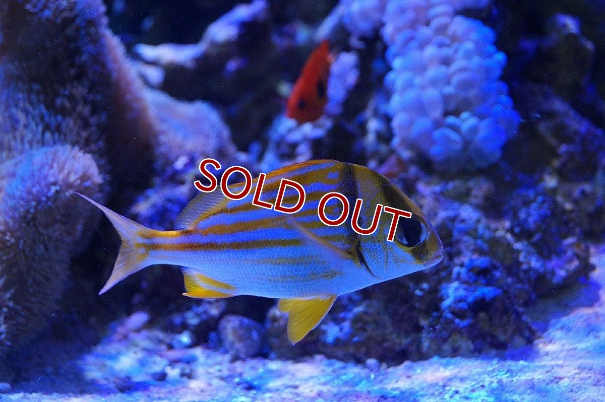 画像3: 【海水魚】アトランティックポークフィッシュ(Sサイズ）(1匹)±4cm(サンプル画像）（生体）(海水魚)（サンゴ） (3)