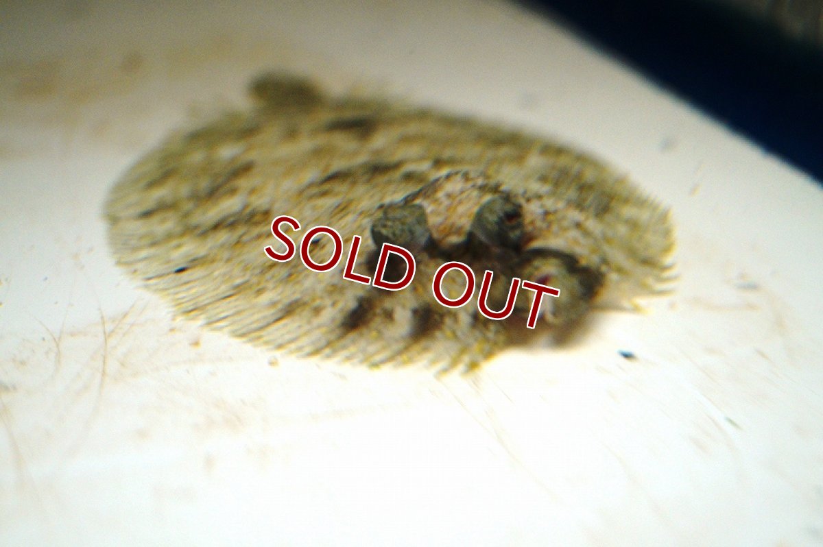 画像2: 【海水魚】モンダルマガレイ(1匹)±7-10cm(サンプル画像）（生体）(海水魚)（サンゴ） (2)