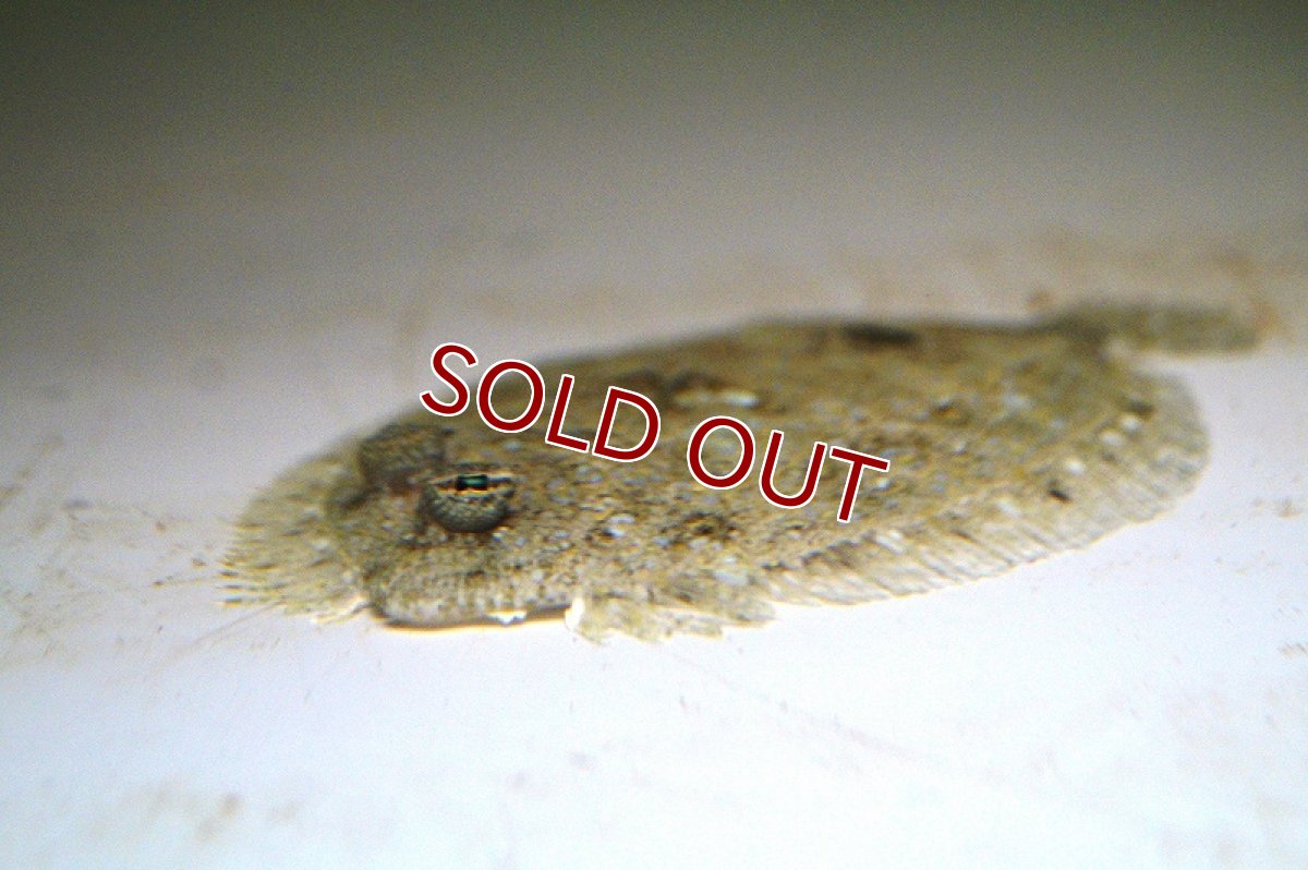 画像3: 【海水魚】モンダルマガレイ(1匹)±7-10cm(サンプル画像）（生体）(海水魚)（サンゴ） (3)