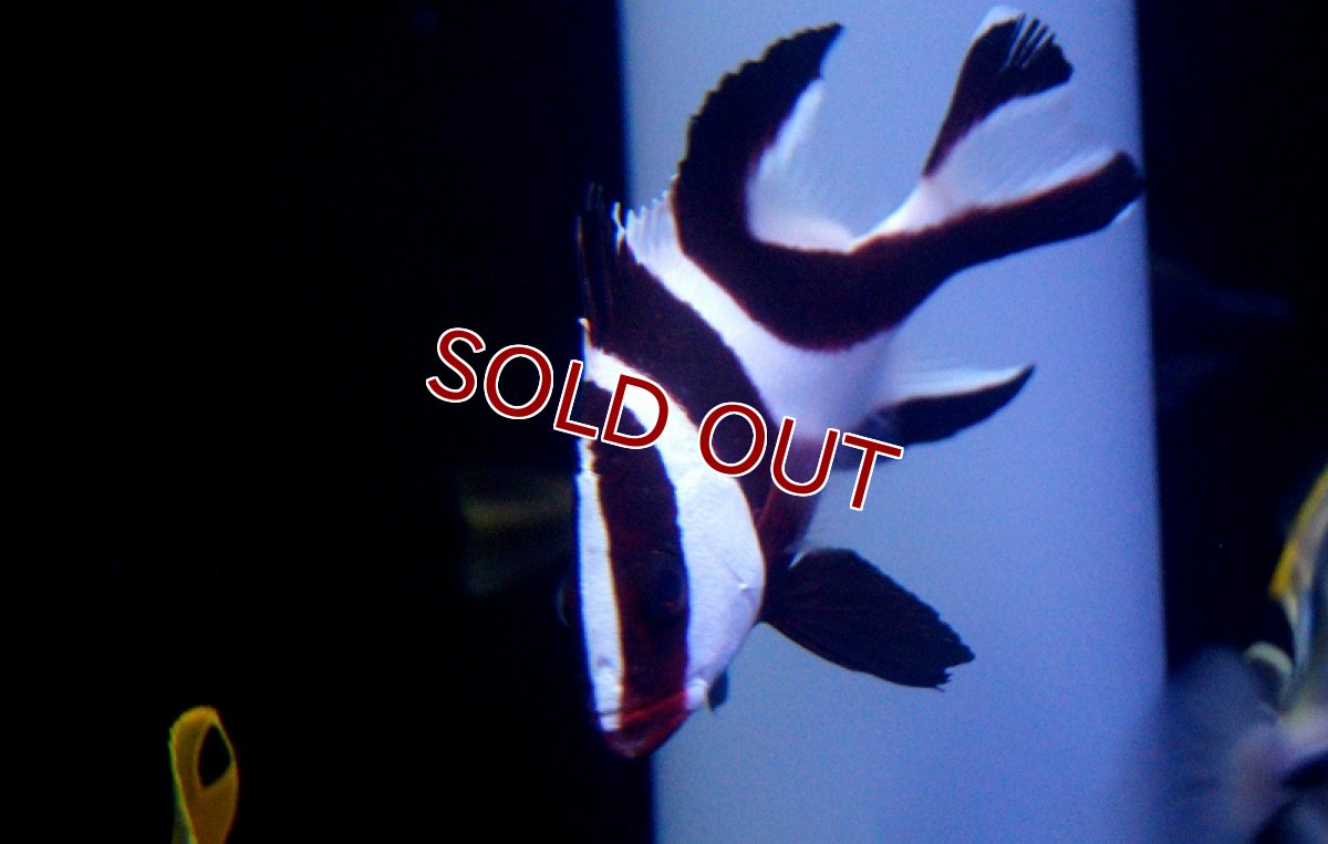 画像2: 【海水魚】センネンダイ(1匹)±9-10cm(サンプル画像）（生体）(海水魚)（サンゴ） (2)