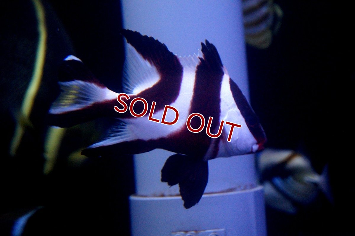 画像3: 【海水魚】センネンダイ(1匹)±9-10cm(サンプル画像）（生体）(海水魚)（サンゴ） (3)