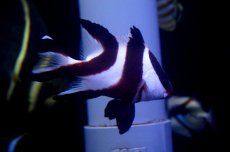 画像3: 【海水魚】【通販】センネンダイ(1匹)±9-10cm(サンプル画像）（生体）(海水魚)（サンゴ） (3)