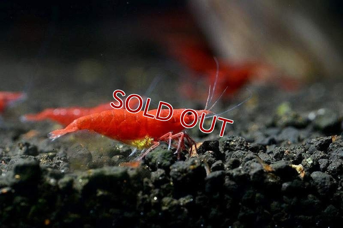 画像1: 【エビ】【シュリンプ】【20匹セット+2匹おまけ付き】レッドファイヤーシュリンプ(1.2-1.5cm)(生体)(淡水) (1)