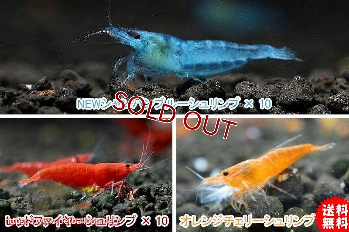 画像1: 【エビ】【シュリンプ】【30匹セット】【送料梱包料金無料】カラフルシュリンプセット A (1.2-1.5cm)(生体)(淡水) (1)