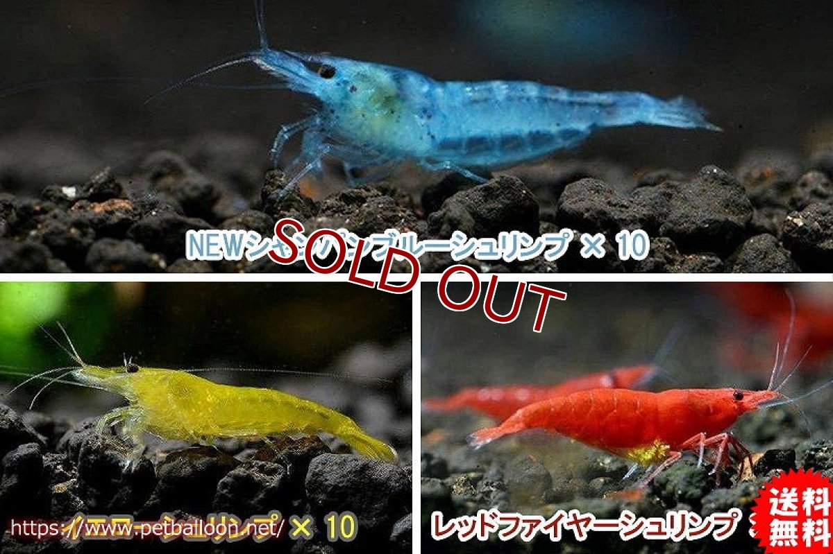 画像1: 【エビ】【シュリンプ】【30匹セット】【送料梱包料金無料】カラフルシュリンプセット C (1.2-1.5cm)(生体)(淡水) (1)