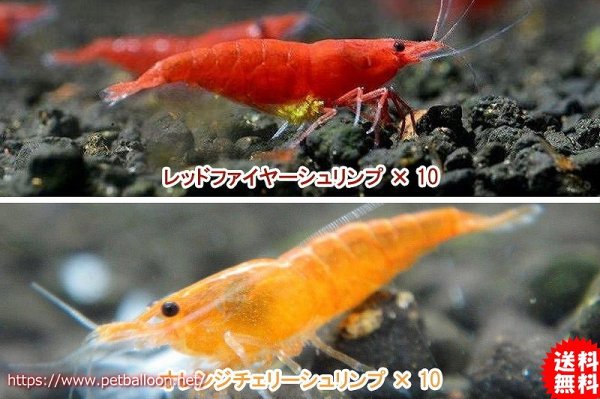 エビ シュリンプ 匹セット 送料梱包料金無料 レッド オレンジセット 1 2 1 5cm 生体 淡水 ペットバルーン ネットショップ エビ シュリンプ 匹セット 送料梱包料金無料 レッド オレンジセット 1 2 1 5cm 生体 淡水 ペットバルーン ネットショップ