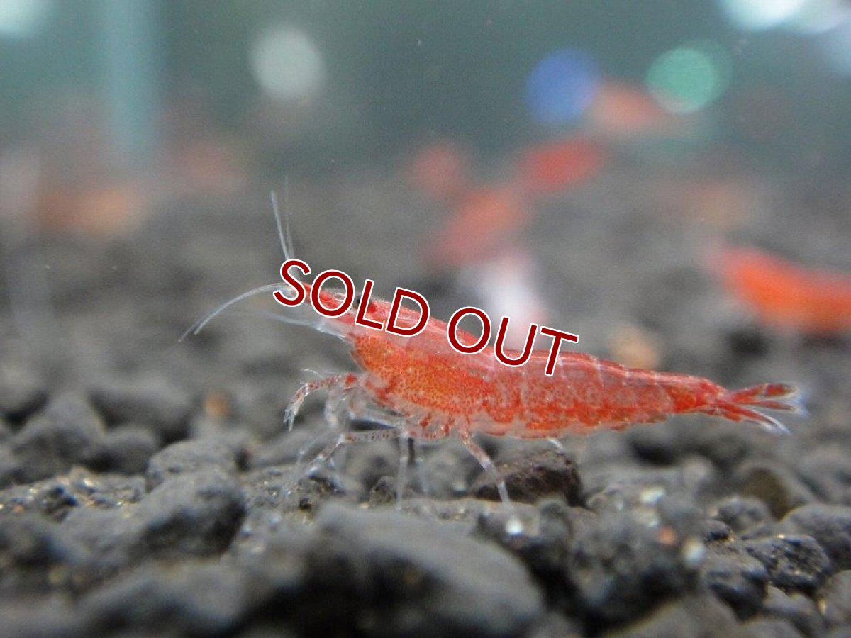 画像3: 【エビ】【シュリンプ】【100匹】【送料梱包料金無料】レッドチェリーシュリンプ(1.2-1.5cm)(生体)(淡水) (3)