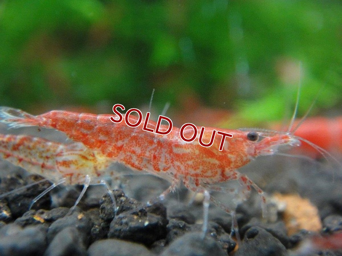 画像2: 【エビ】【シュリンプ】【300匹】【送料梱包料金無料】レッドチェリーシュリンプ(1.2-1.5cm)(生体)(淡水) (2)