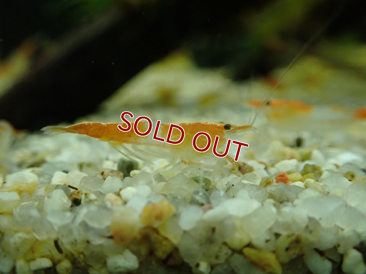 画像2: 【エビ】【シュリンプ】【20匹】【送料梱包料金無料】オレンジルリーシュリンプ(1.2-1.5cm)(生体)(淡水) (2)