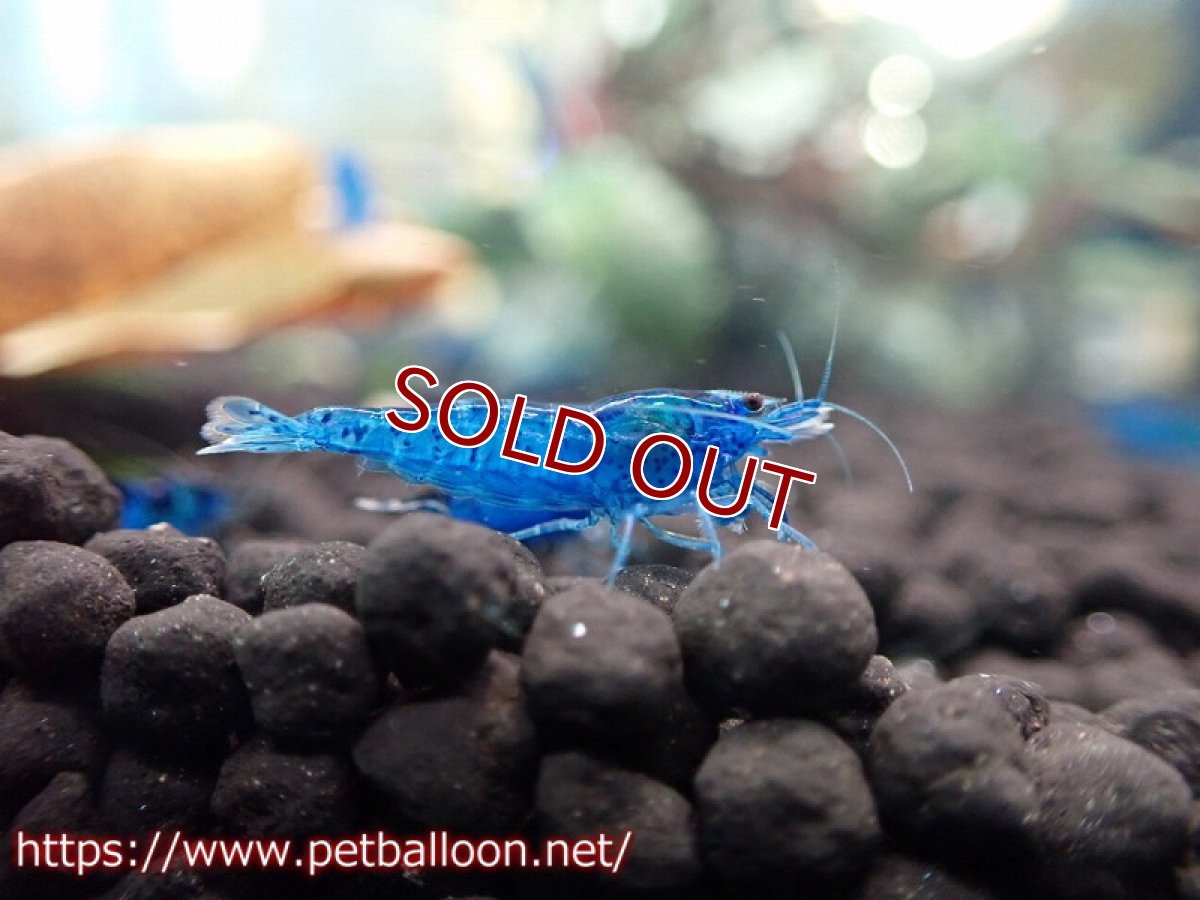 画像1: 【エビ】【シュリンプ】【10匹】ダークブルーシュリンプ(1.2-1.5cm)(生体)(淡水) (1)