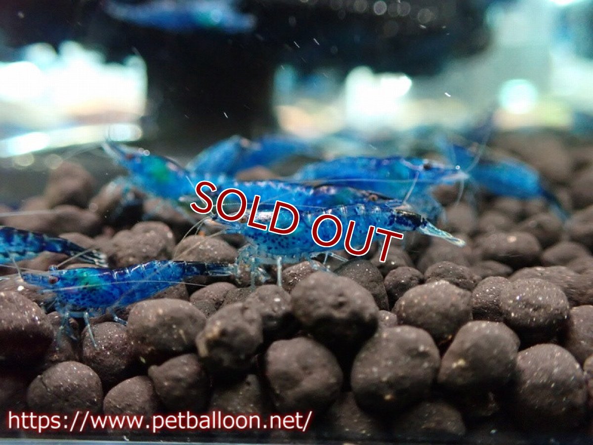 画像2: 【エビ】【シュリンプ】【10匹】ダークブルーシュリンプ(1.2-1.5cm)(生体)(淡水) (2)