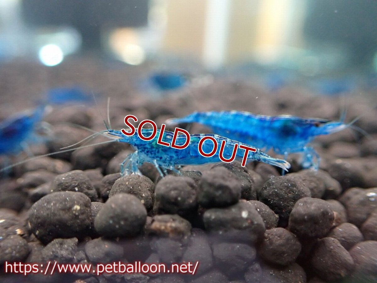 画像3: 【エビ】【シュリンプ】【10匹】ダークブルーシュリンプ(1.2-1.5cm)(生体)(淡水) (3)