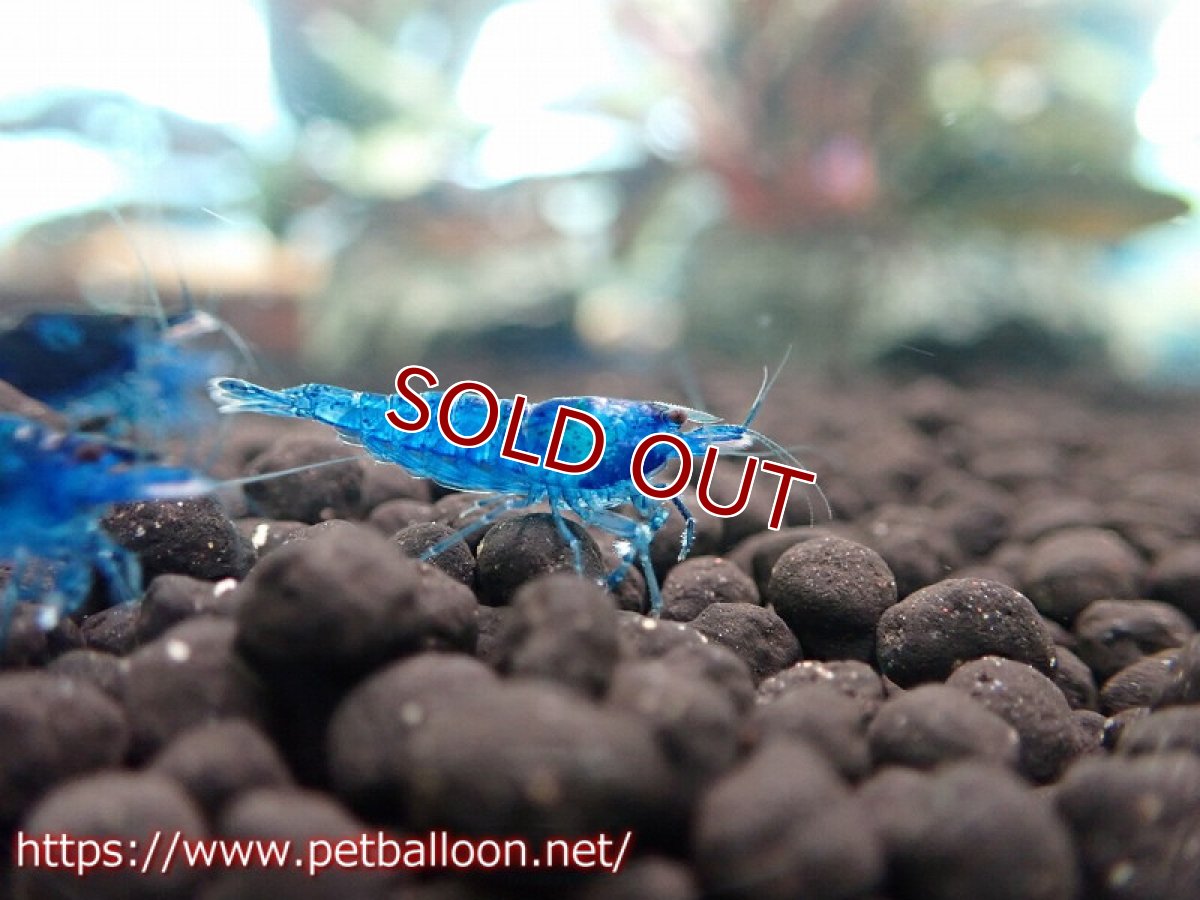 画像4: 【エビ】【シュリンプ】【10匹】ダークブルーシュリンプ(1.2-1.5cm)(生体)(淡水) (4)