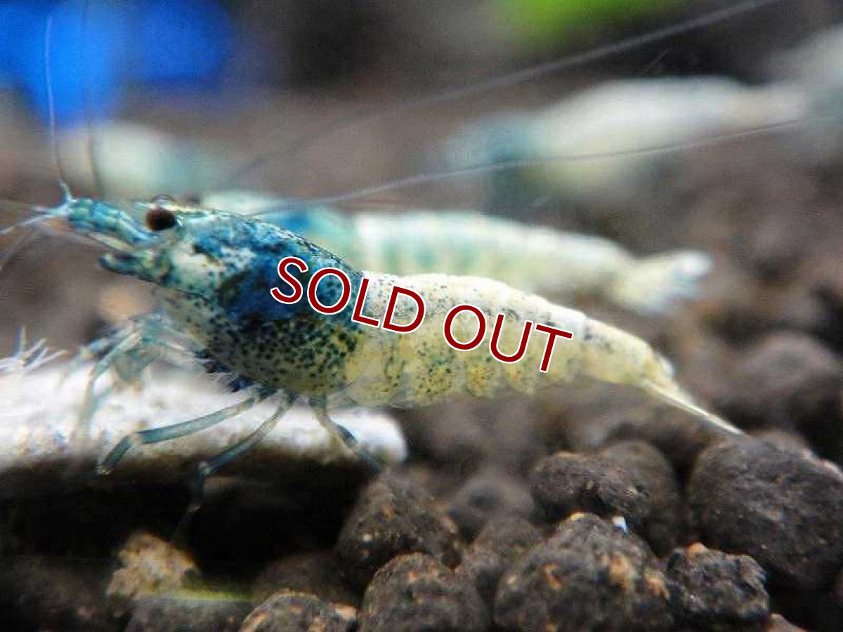 画像2: 【エビ】【シュリンプ】【1匹】ターコイズブルーM(1.2-1.5cm)(生体)(淡水) (2)