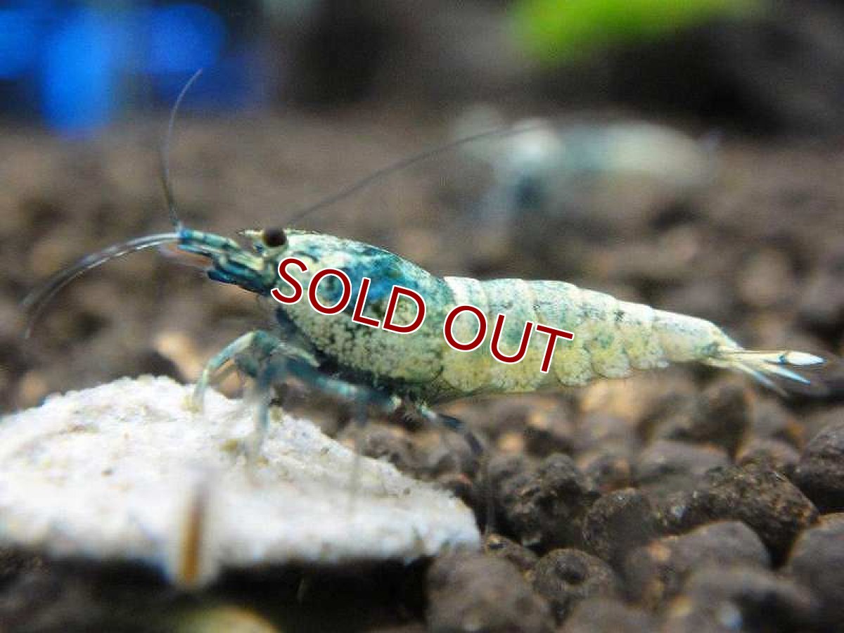 画像3: 【エビ】【シュリンプ】【1匹】ターコイズブルーM(1.2-1.5cm)(生体)(淡水) (3)