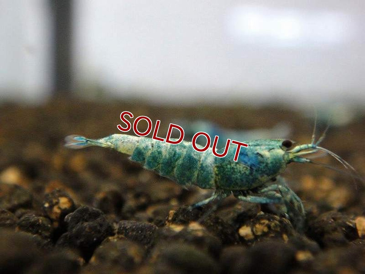 画像2: 【エビ】【シュリンプ】【10匹】【送料梱包料金無料】ディープブルーターコイズシュリンプ M(±1.2cm)(生体)(淡水) (2)