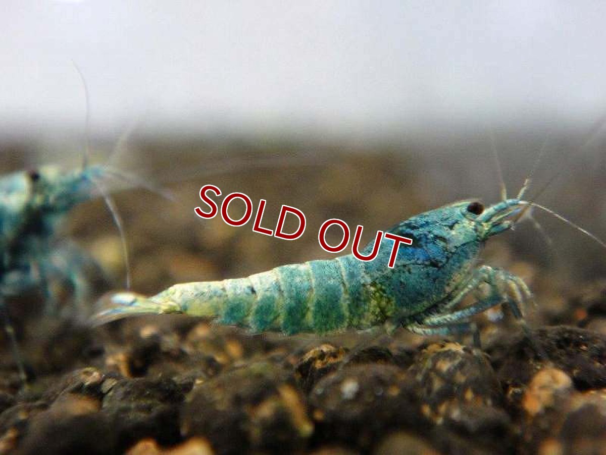 画像3: 【エビ】【シュリンプ】【10匹】【送料梱包料金無料】ディープブルーターコイズシュリンプ M(±1.2cm)(生体)(淡水) (3)