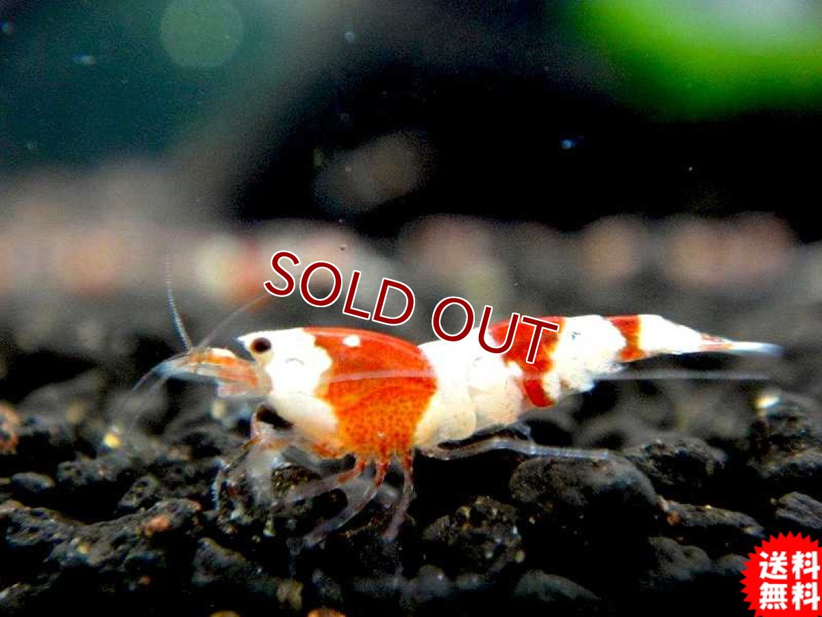 画像1: 【エビ】【シュリンプ】【20匹セット】【送料梱包料金無料】レッドビーシュリンプバンドSMサイズ有名ブリーダー血統(1.0-1.2cm)(生体)(淡水) (1)