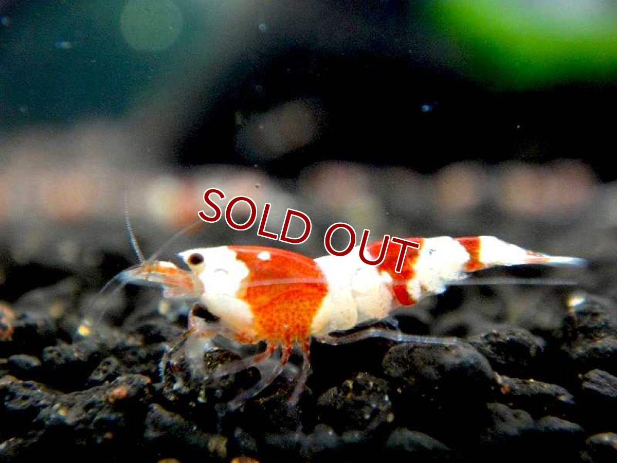 画像2: 【エビ】【シュリンプ】【30匹セット】【送料梱包料金無料】レッドビーシュリンプバンドSMサイズ有名ブリーダー血統(1.0-1.2cm)(生体)(淡水) (2)