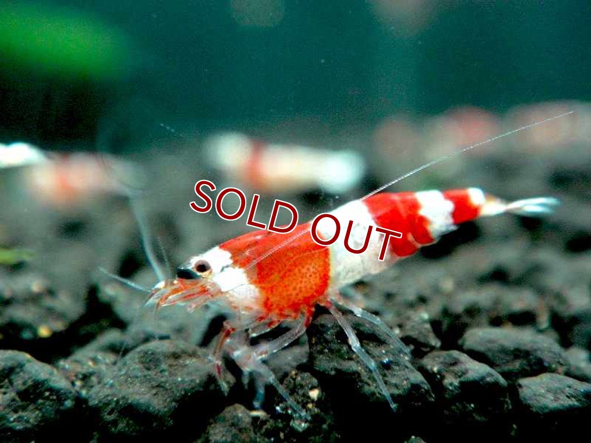 画像2: 【エビ】【シュリンプ】【10匹セット+1匹おまけ付き】レッドビーシュリンプ バンド SMサイズ 有名ブリーダー血統 (1.0-1.2cm)(生体)(淡水) (2)